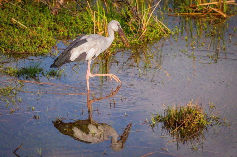 105 Bundala NP, indische gaper.jpg